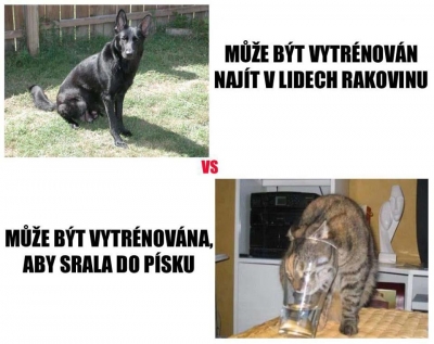 Psa nebo kočku? | Vtipné obrázky - obrázky.vysmátej.cz
