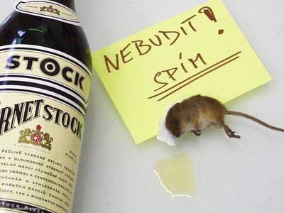 Myška s kocovinou | Vtipné obrázky - obrázky.vysmátej.cz